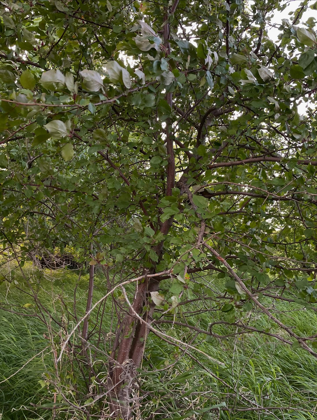 work in progress some apple orchard rows in a field, image 5 of 5