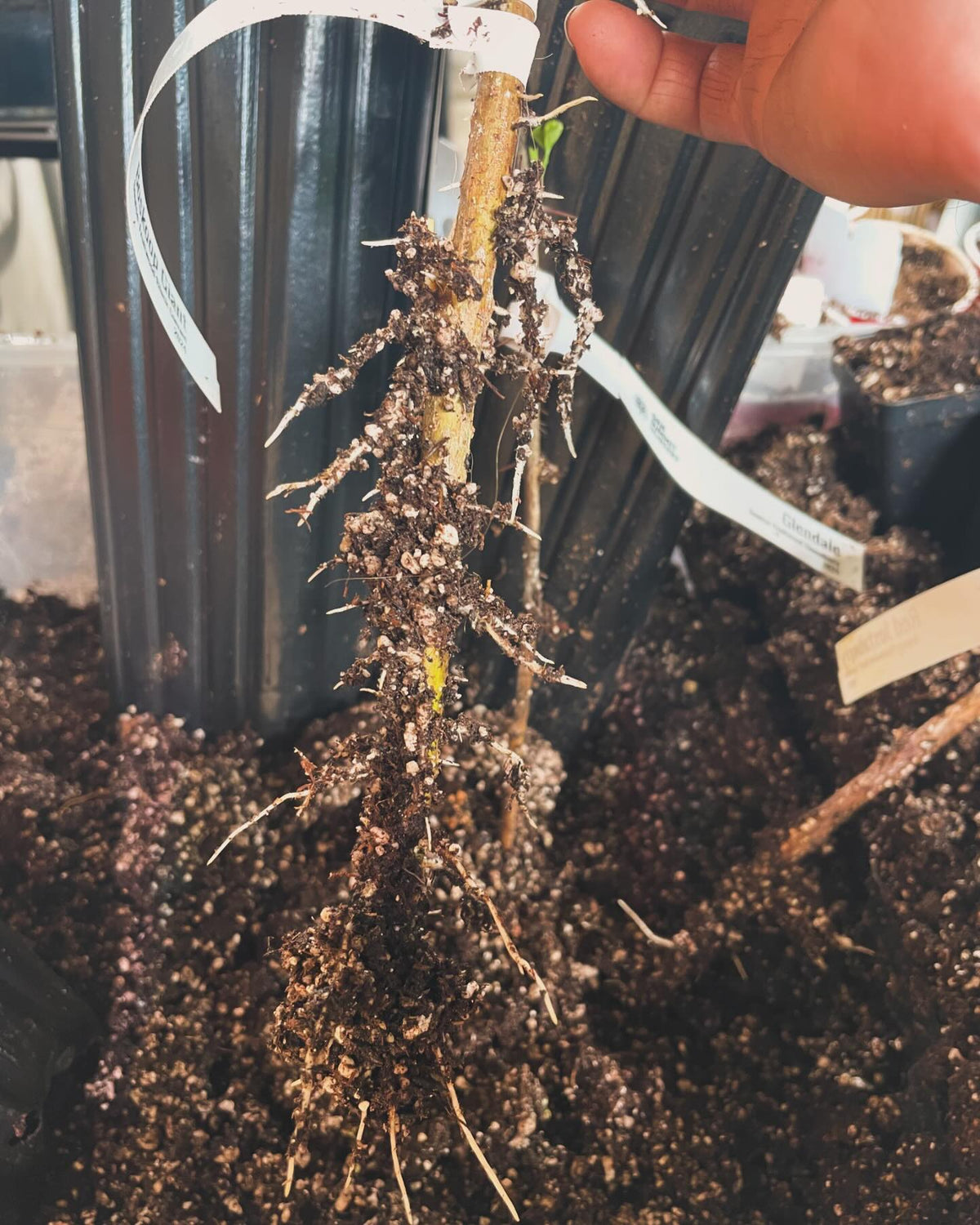 wow this currant has some nice roots after just ten days