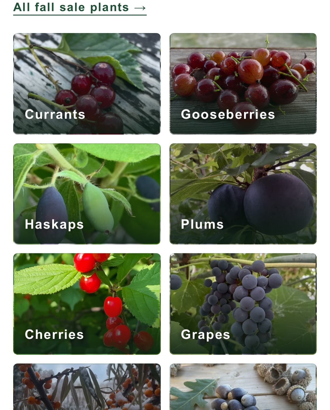 Screenshot from October 20 of the fall sale category grid, with currants, gooseberries, haskaps, plums, cherries and grapes in view.