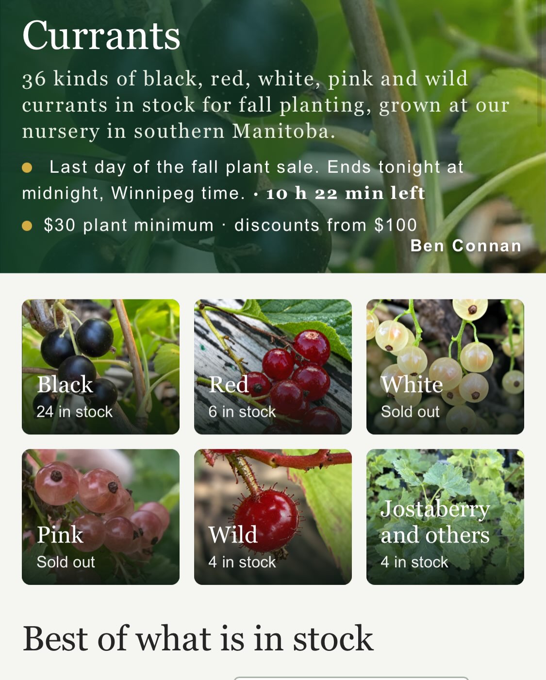 Screenshot from October 20 of the Currants page during the last day of the fall sale, with the countdown and stock counts for each currant colour.