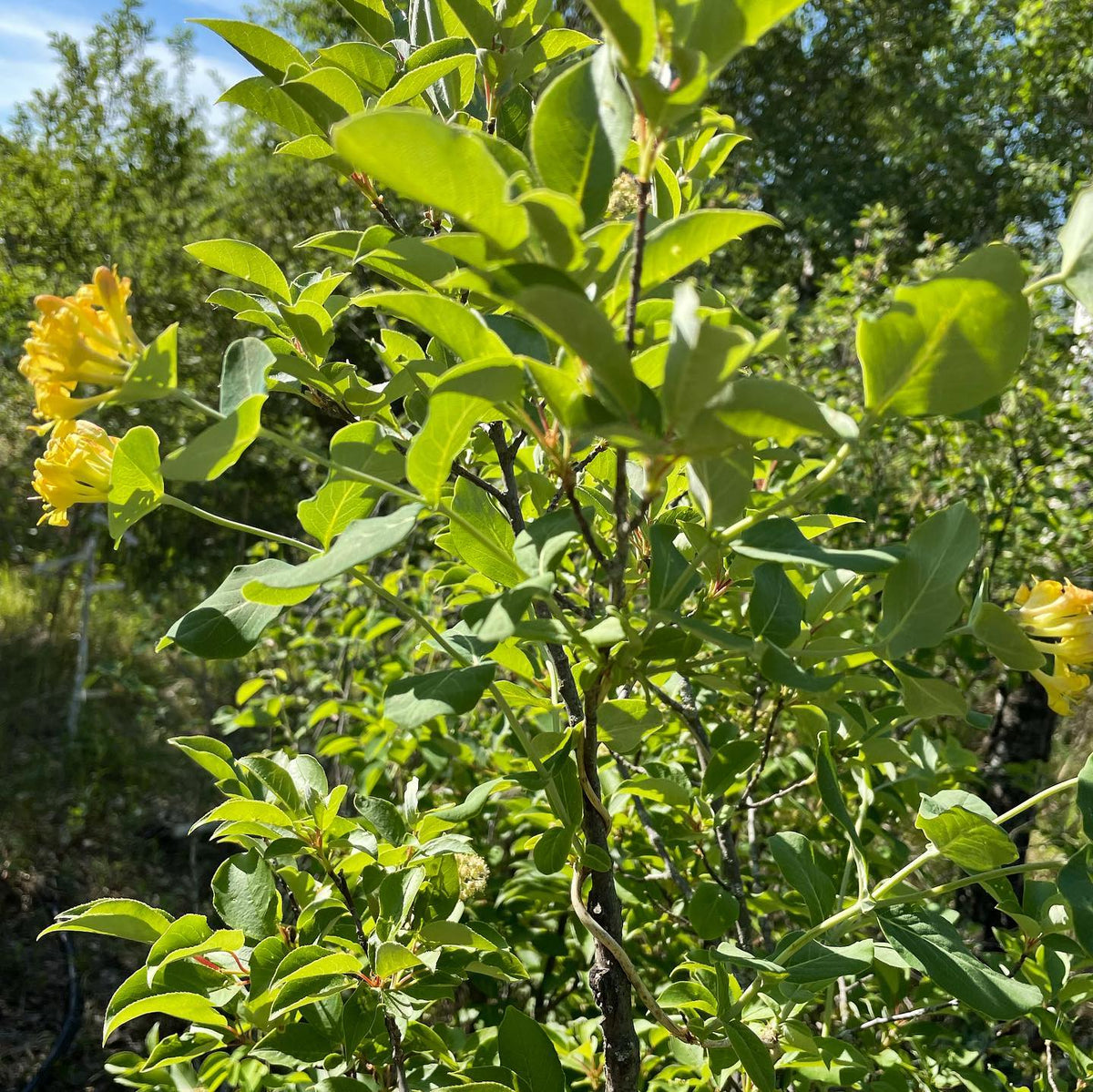 Yellow #honeysuckle, Lonicera dioica a flowering vining honeysuckle native to Canada I haven’t noticed before growing up, image 1 of 4