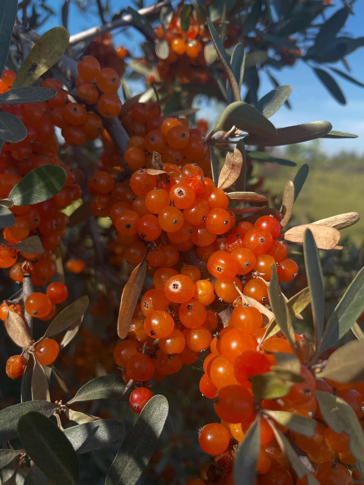 yellow silver buffaloberry, image 1 of 5