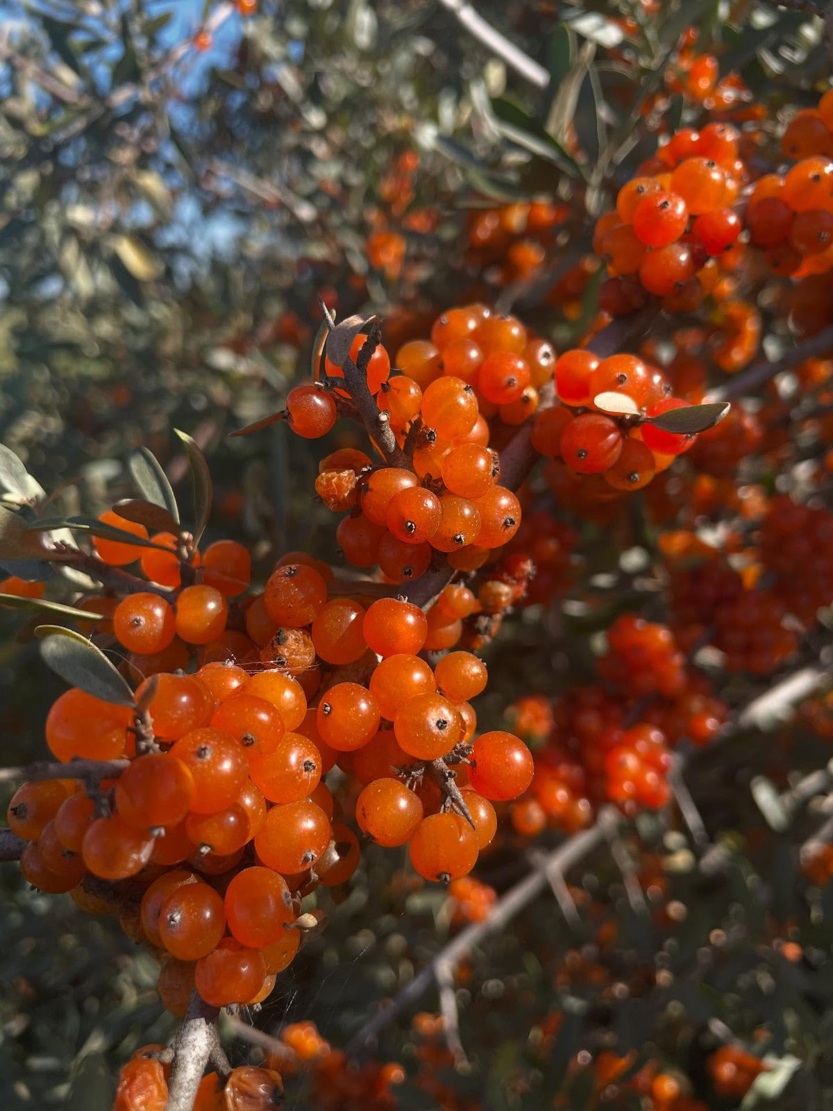 yellow silver buffaloberry, image 4 of 5