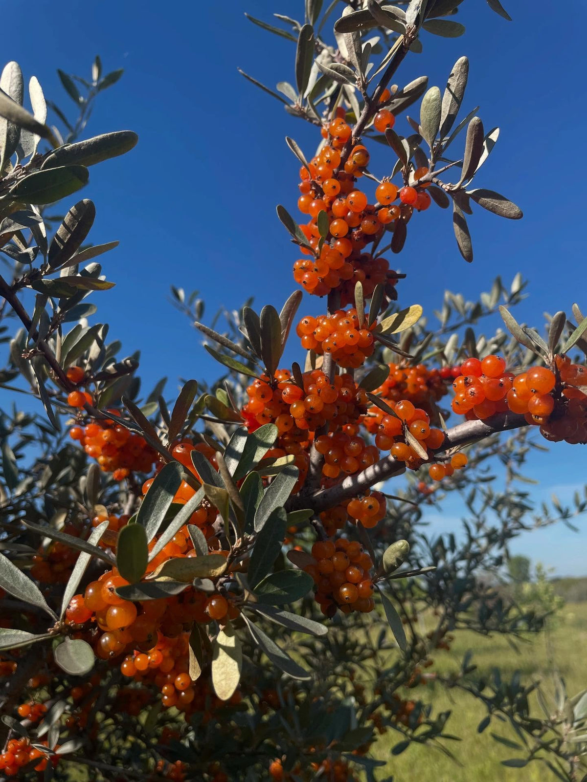 yellow silver buffaloberry, image 5 of 5