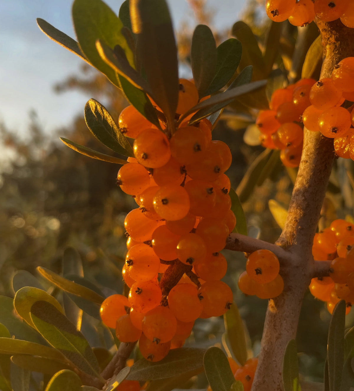 Yellow silver buffaloberry fruit, image 1 of 5