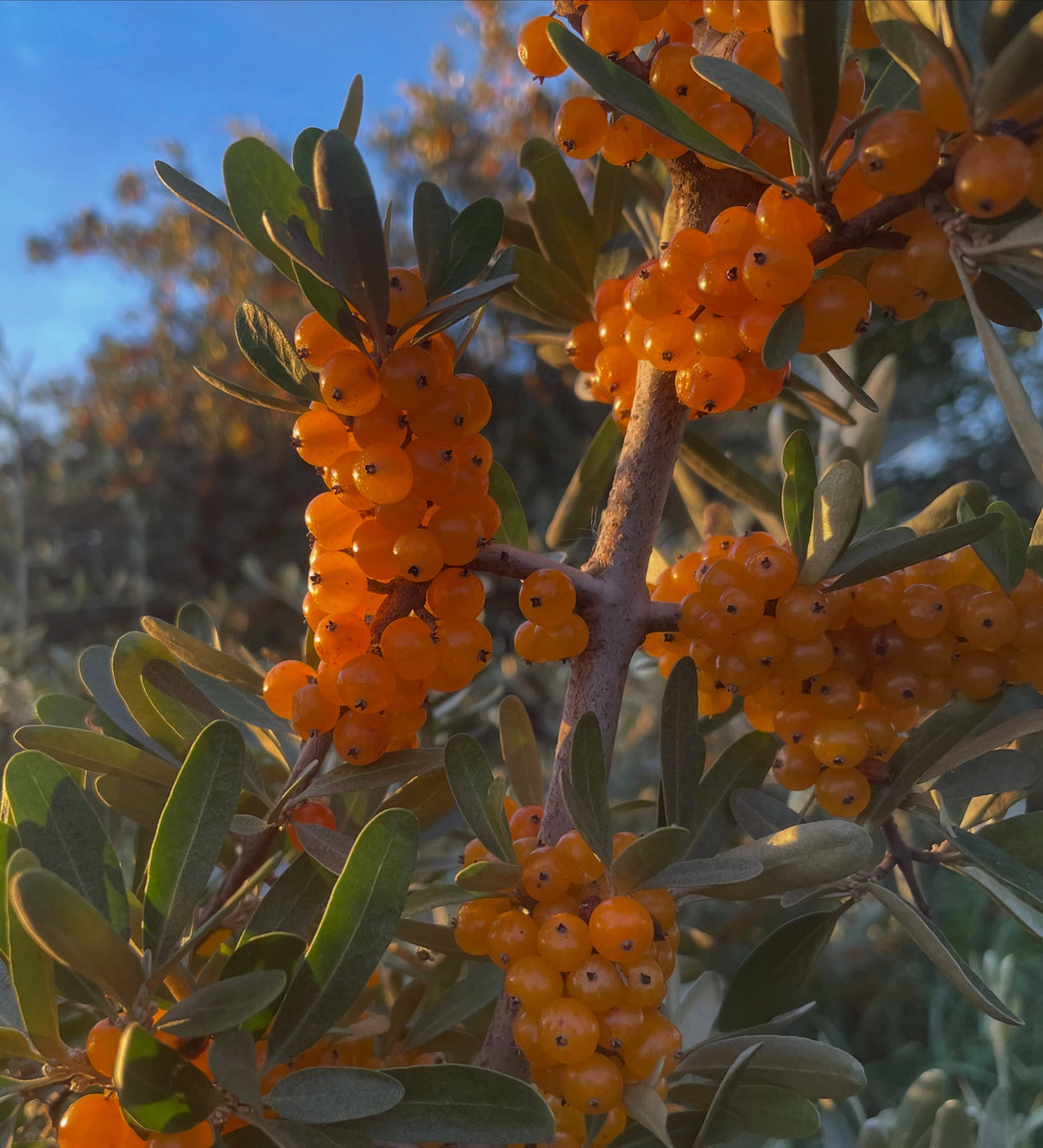 Yellow silver buffaloberry fruit, image 2 of 5