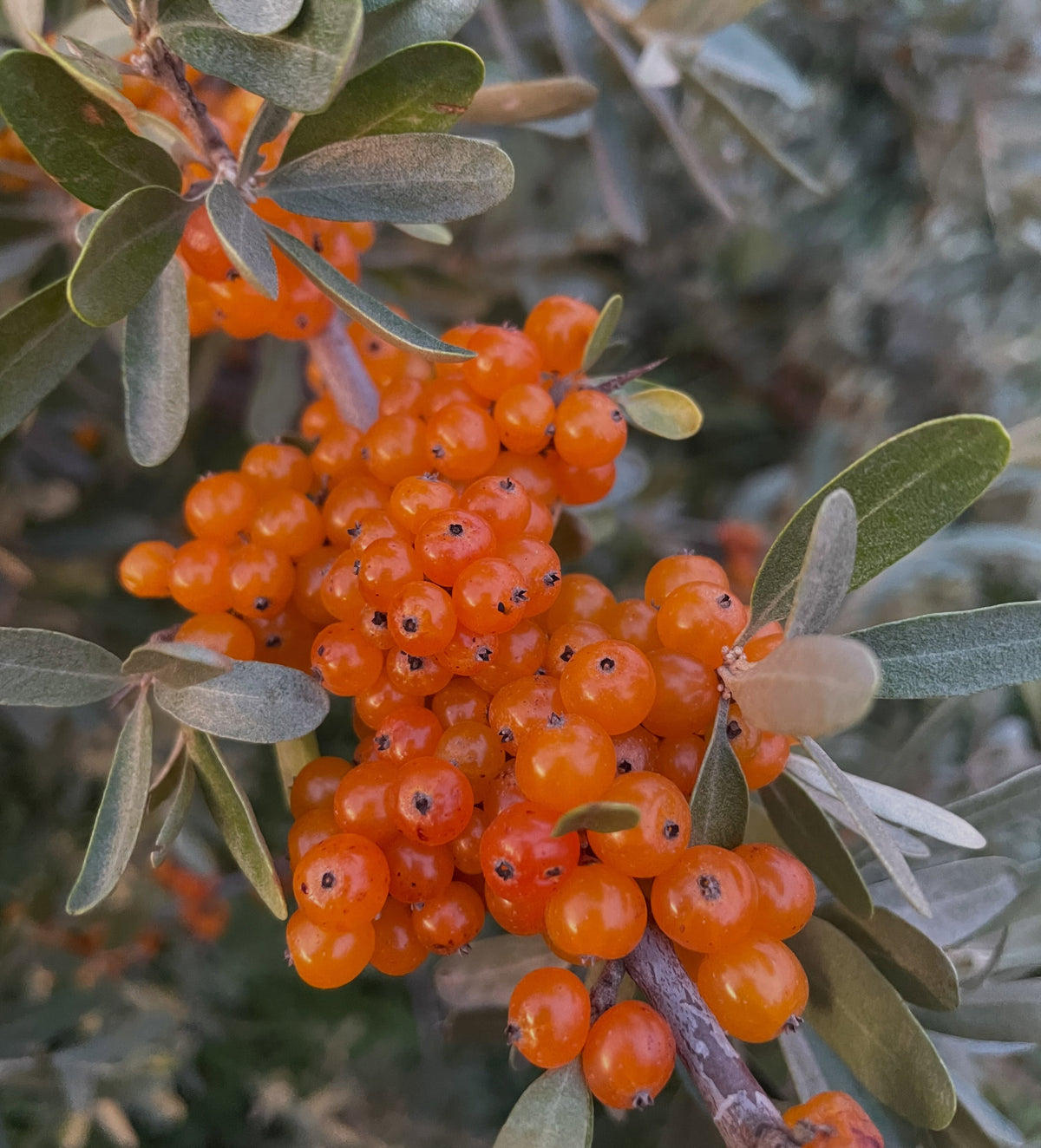 Yellow silver buffaloberry fruit, image 3 of 5