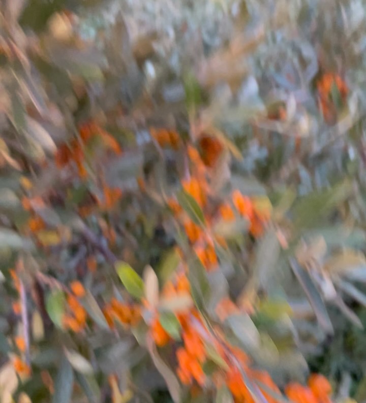 Yellow silver buffaloberry fruit, image 4 of 5