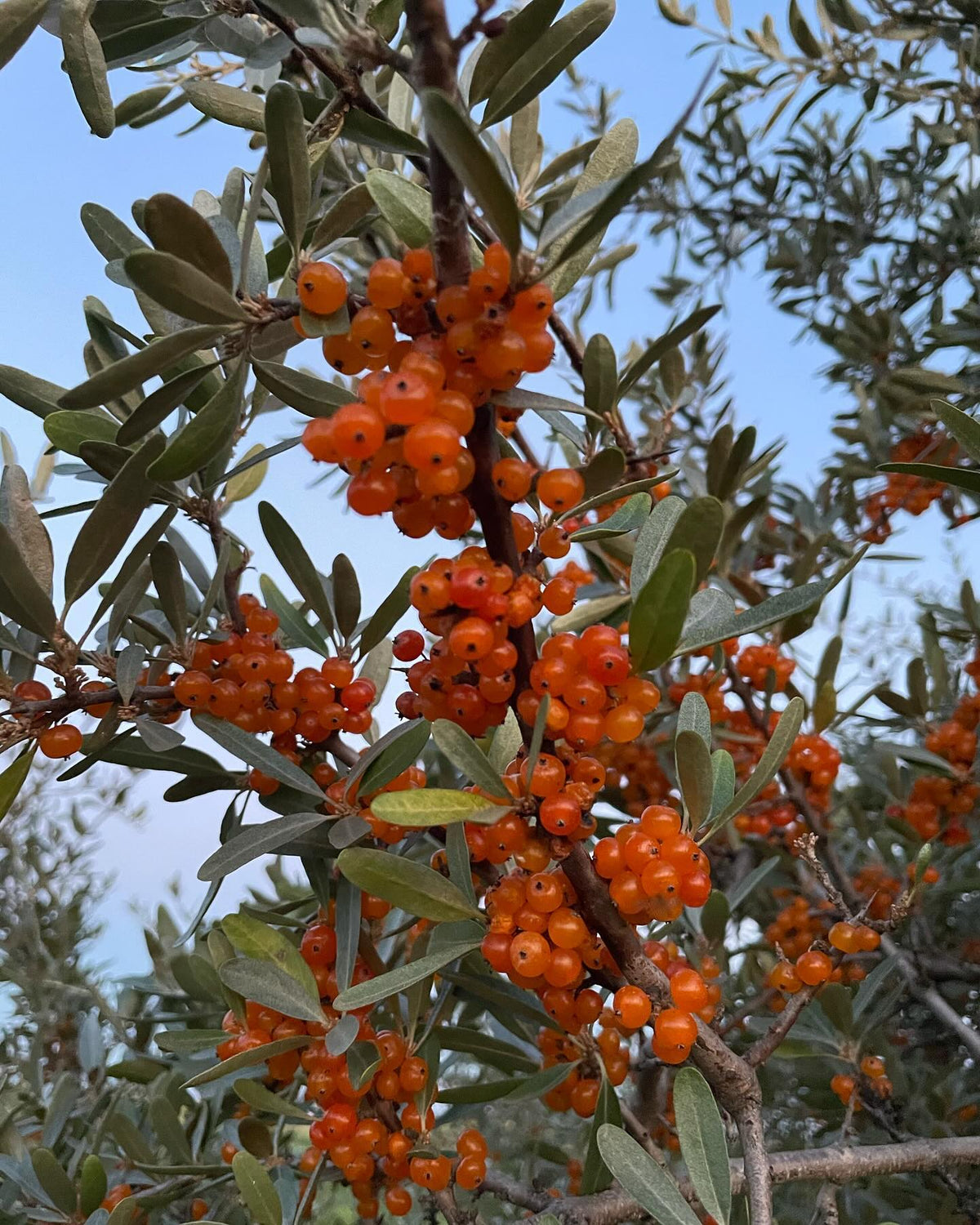 yellow silver buffaloberry growing in our old hayfield, image 3 of 5