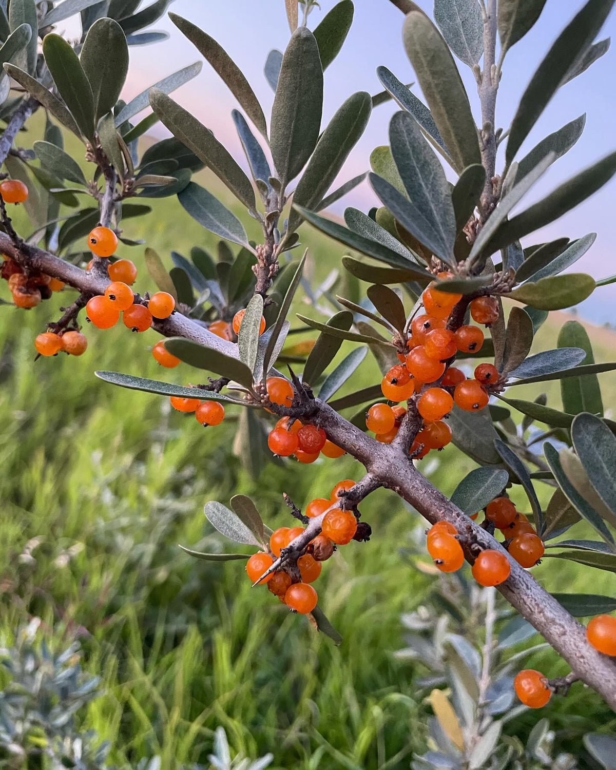yellow silver buffaloberry growing in our old hayfield, image 5 of 5