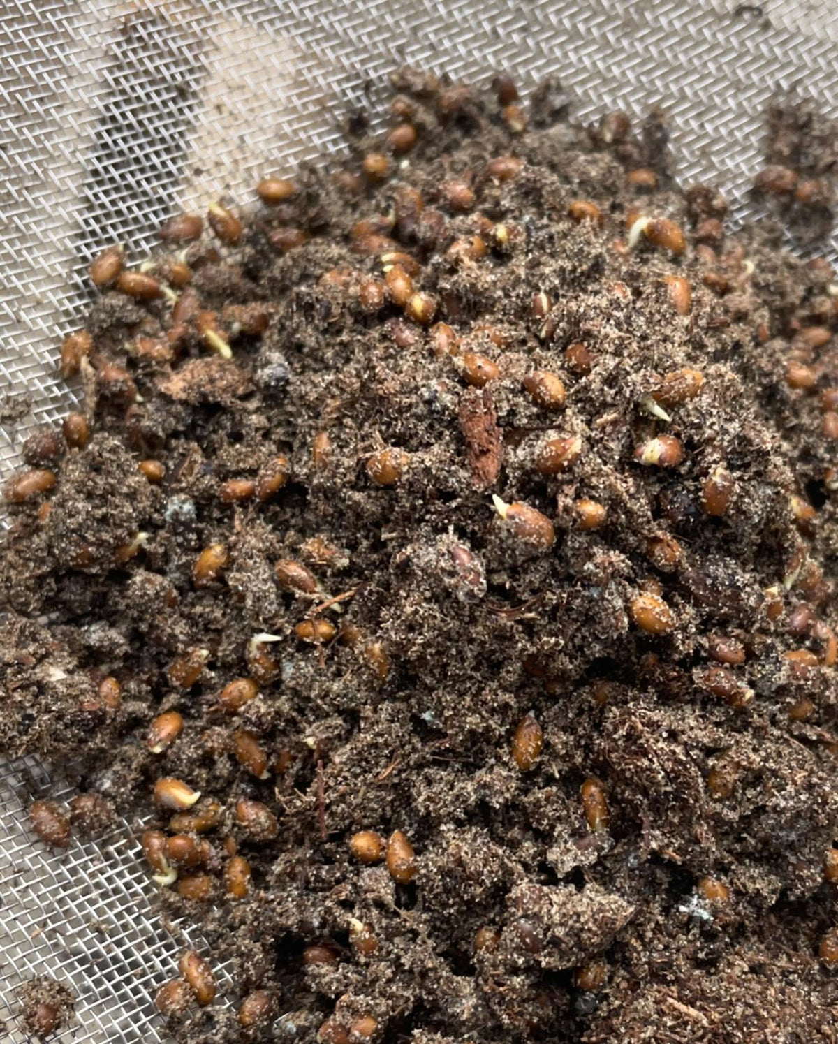yellow silver buffaloberry seeds after cold stratification, about 3 days out of the fridge and they’re starting to germinate, image 2 of 2