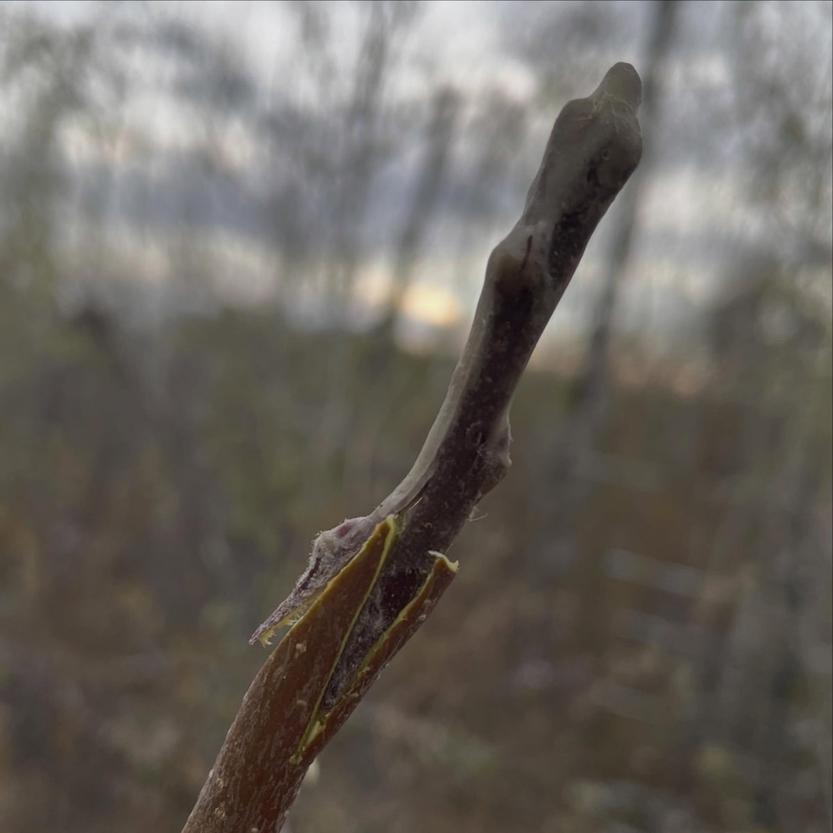 z graft everything, image 1 of 3