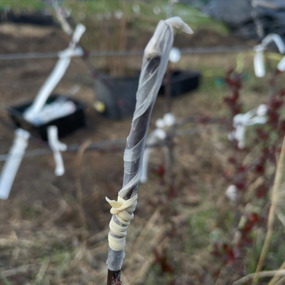 z graft everything, image 3 of 3