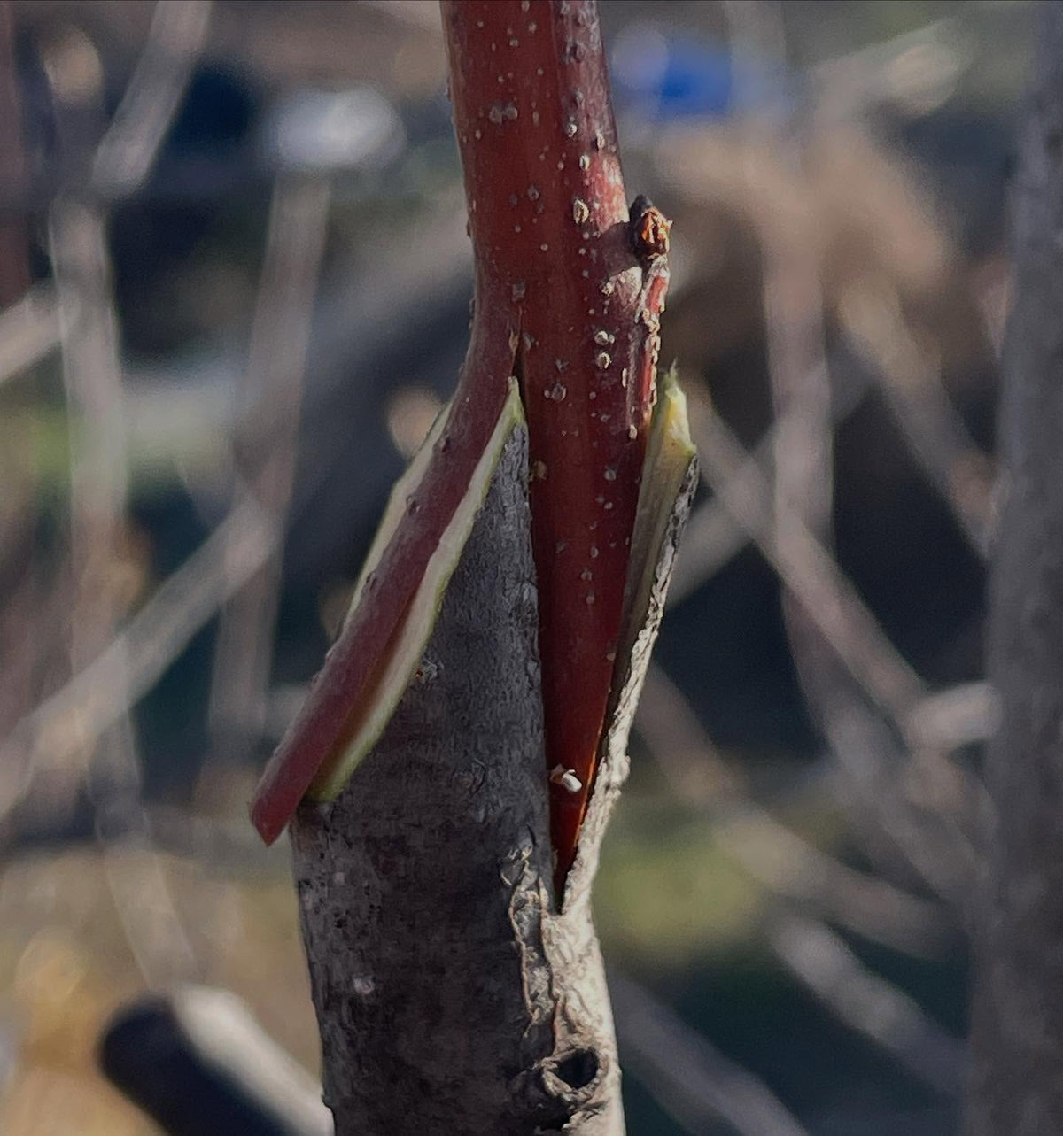 z grafts I find are a good option when the scion is smaller, it benefits from the offset to the side to get cambium, image 2 of 5