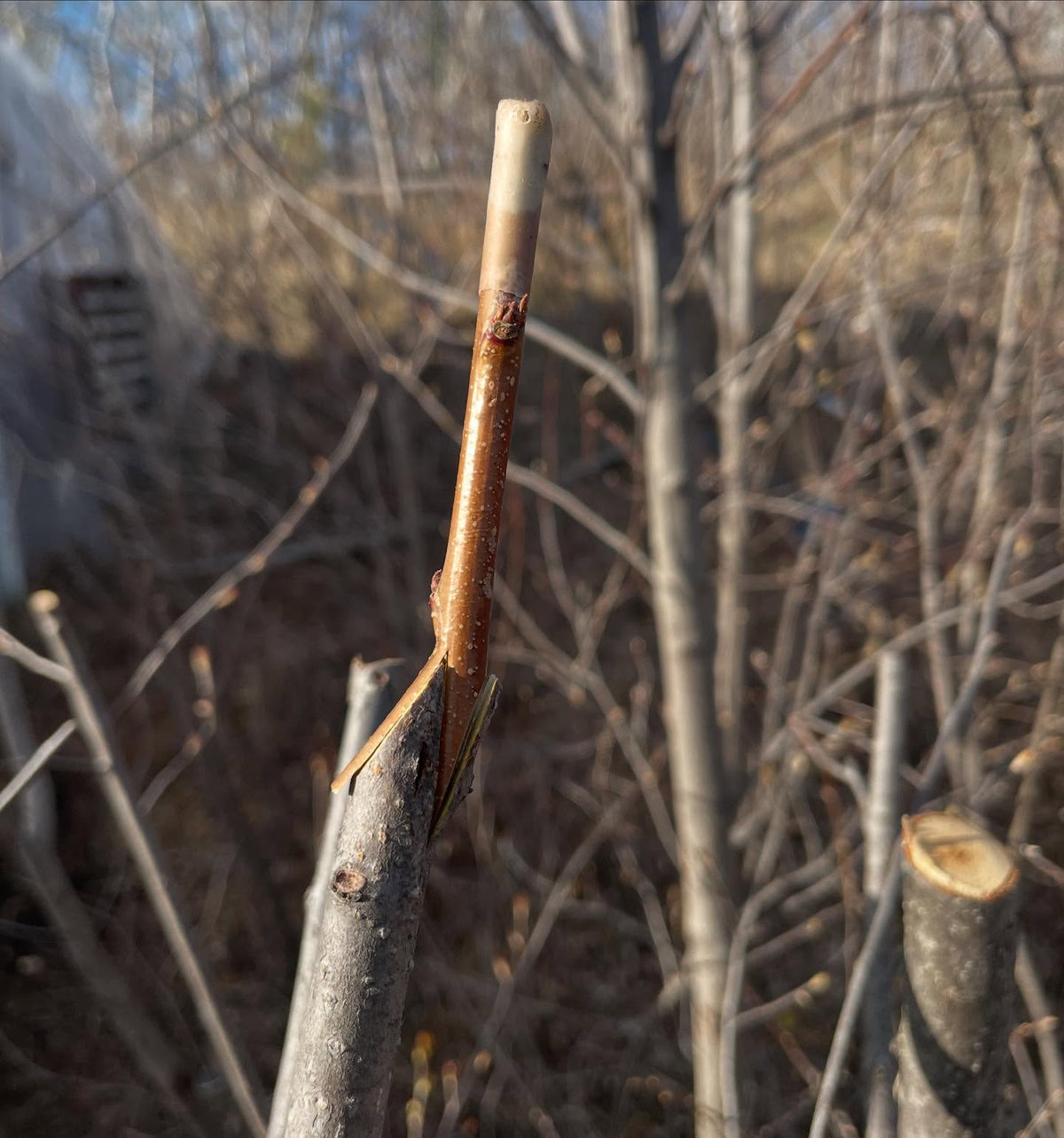 z grafts I find are a good option when the scion is smaller, it benefits from the offset to the side to get cambium, image 5 of 5