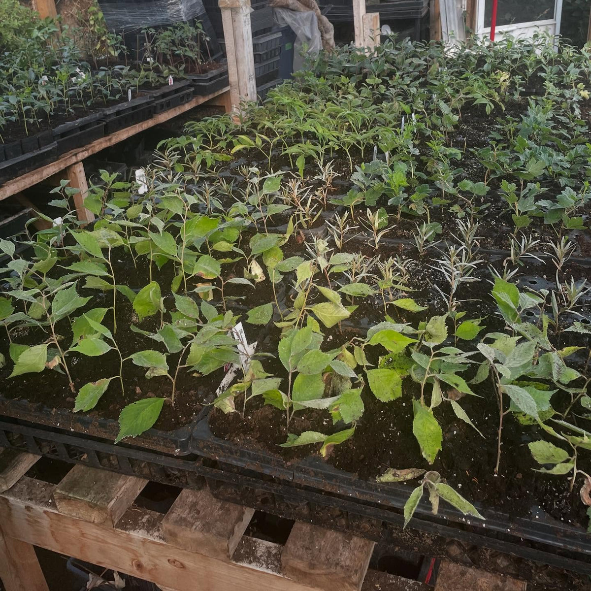 zone 2, an area for potted up softwood with less frequent mist