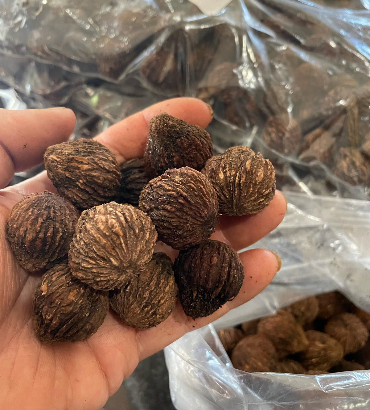 zone 3 (-40F) black walnuts processed, I let most of the ripen before using a paint mixer to dehull, image 2 of 3