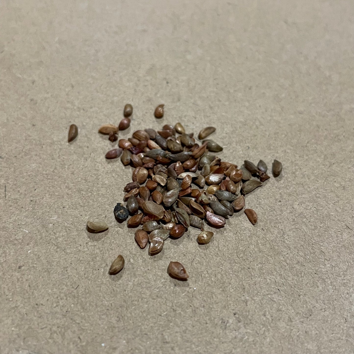 Graines de pommetier de Sibérie (Malus baccata) - 75+ graines