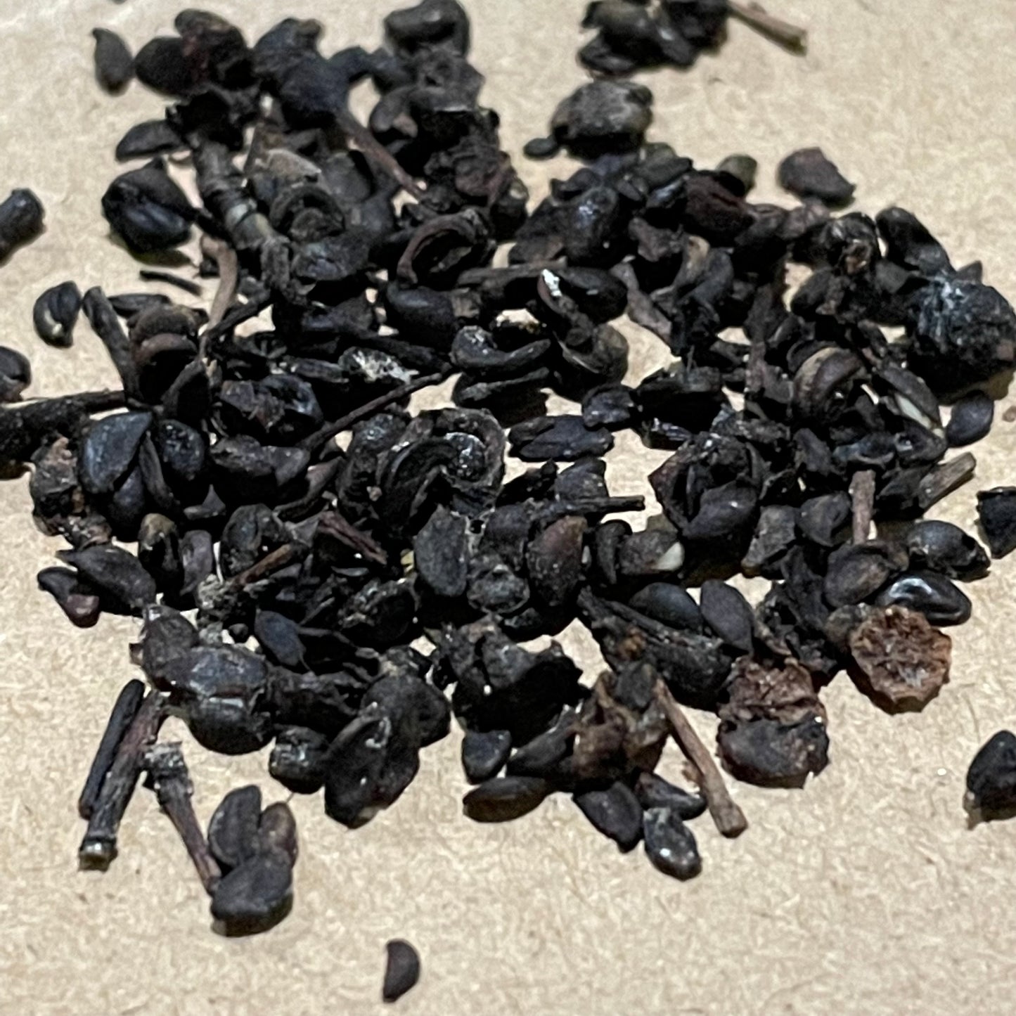Wild Saskatoon - Serviceberry (Amelanchier alnifolia) - Tree Seeds - 75+ Seeds