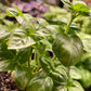 Graines de basilic doux - Graines d’herbes culinaires - Aromatique - Annuelle - 100+ Graines