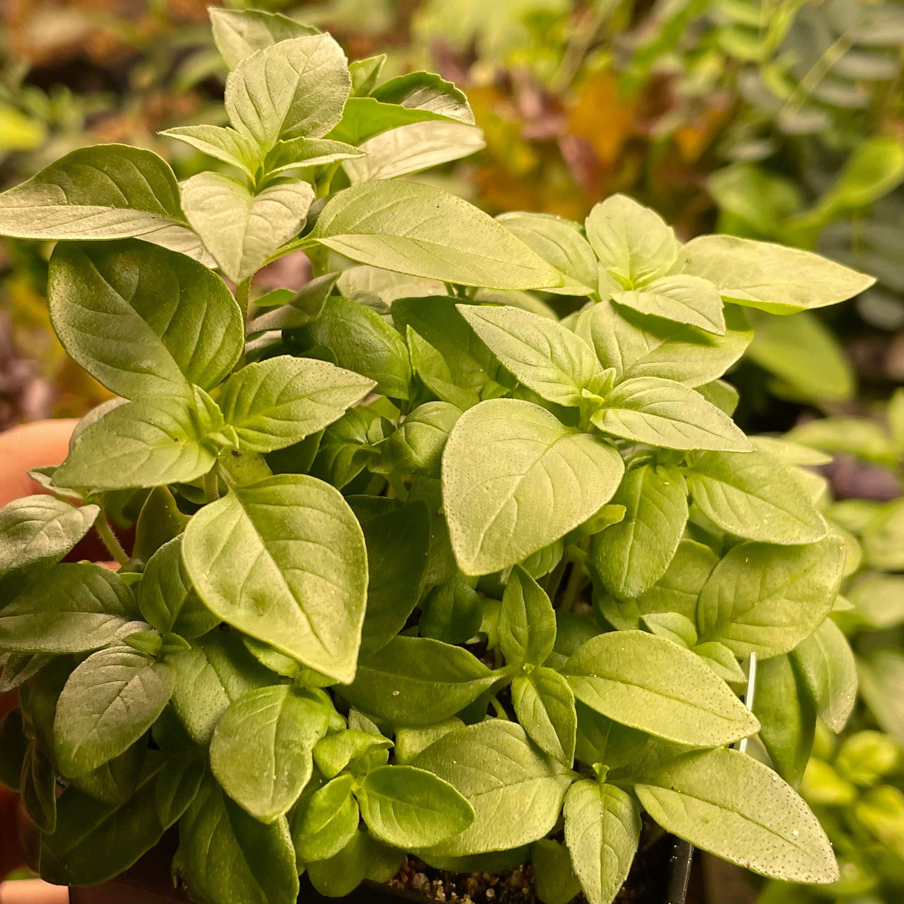 Lemon Basil Seeds Culinary Herb Seeds Aromatic Annual 100