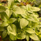 Lemon Basil Seeds - Culinary Herb Seeds - Aromatic - Annual - 100+ Seeds