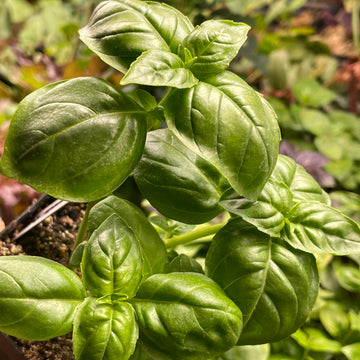 Sweet Basil Seeds