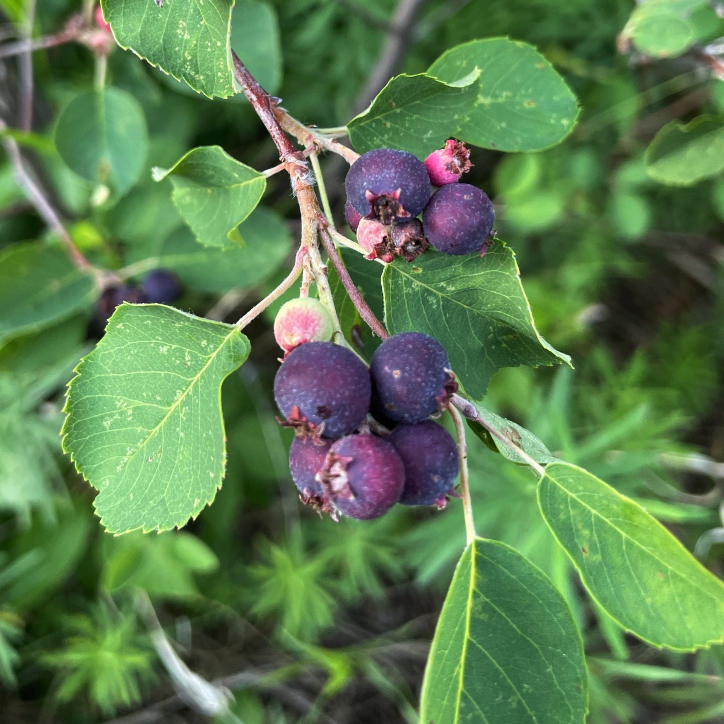 Wild Saskatoon - Serviceberry (Amelanchier alnifolia) - Semillas de árboles - Más de 75 semillas