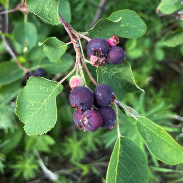 Wild Saskatoon Seeds