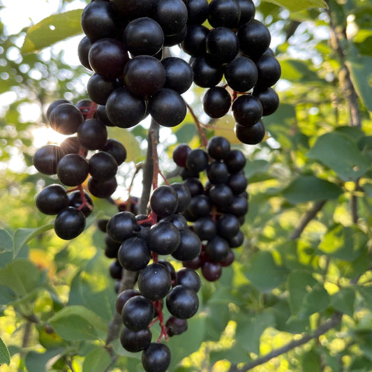 Semillas de Chokecherry (Prunus virginiana var. melanocarpa) Variedad de frutos negros - Más de 100 semillas