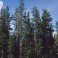 Jack Pine Seeds (Pinus banksiana) - 100+ Seeds