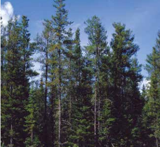 Semillas de Pino Jack (Pinus bankingiana) - Más de 100 semillas