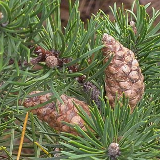 Graines de pin gris (Pinus banksiana) - 100+ graines