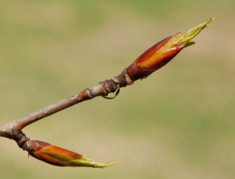 Balsam Poplar Hardwood Cuttings (Populus balsamifera)