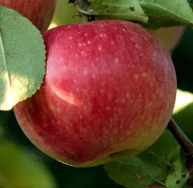 M358 Apple Tree