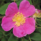 Woods' Rose (Rosa woodsii)