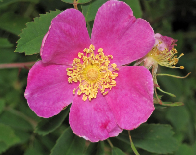 Rosa de los bosques (Rosa woodsii)