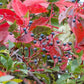 Virgina Creeper (Parthenocissus quinquefolia)