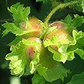 American Hazelnut (Corylus americana)