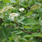 Red Osier Dogwood (Cornus sericea)