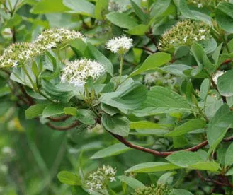 Cornouiller stolonifère (Cornus sericea)