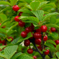 Cerisier de Nankin (Prunus tomentosa)