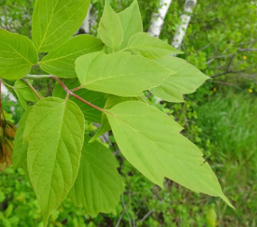 Boxelder / Érable du Manitoba (Acer negundo)