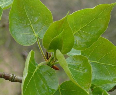 Peuplier baumier (Populus balsamifera)