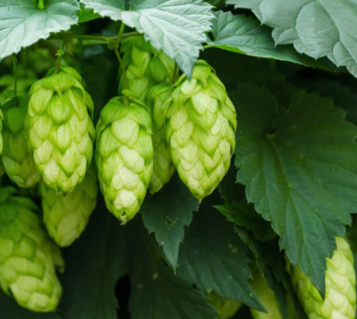 Houblon - Fuggle - (Humulus lupulus) - Couronnes de racines