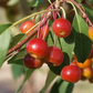 Manzano silvestre siberiano (Malus baccata)