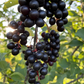 Black Chokecherry (Prunus virginiana var. melanocarpa)