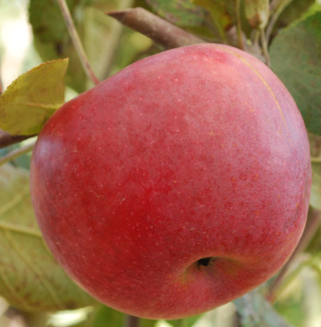 Collet Apple Tree – Oak Summit Nursery