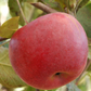 Pommier à collet