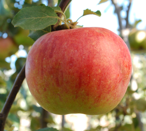 Goodland Apple Tree